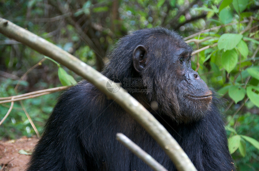 野外黑猩猩人科灵长类野外动物动物雨林医学哺乳动物雄性濒危科学图片