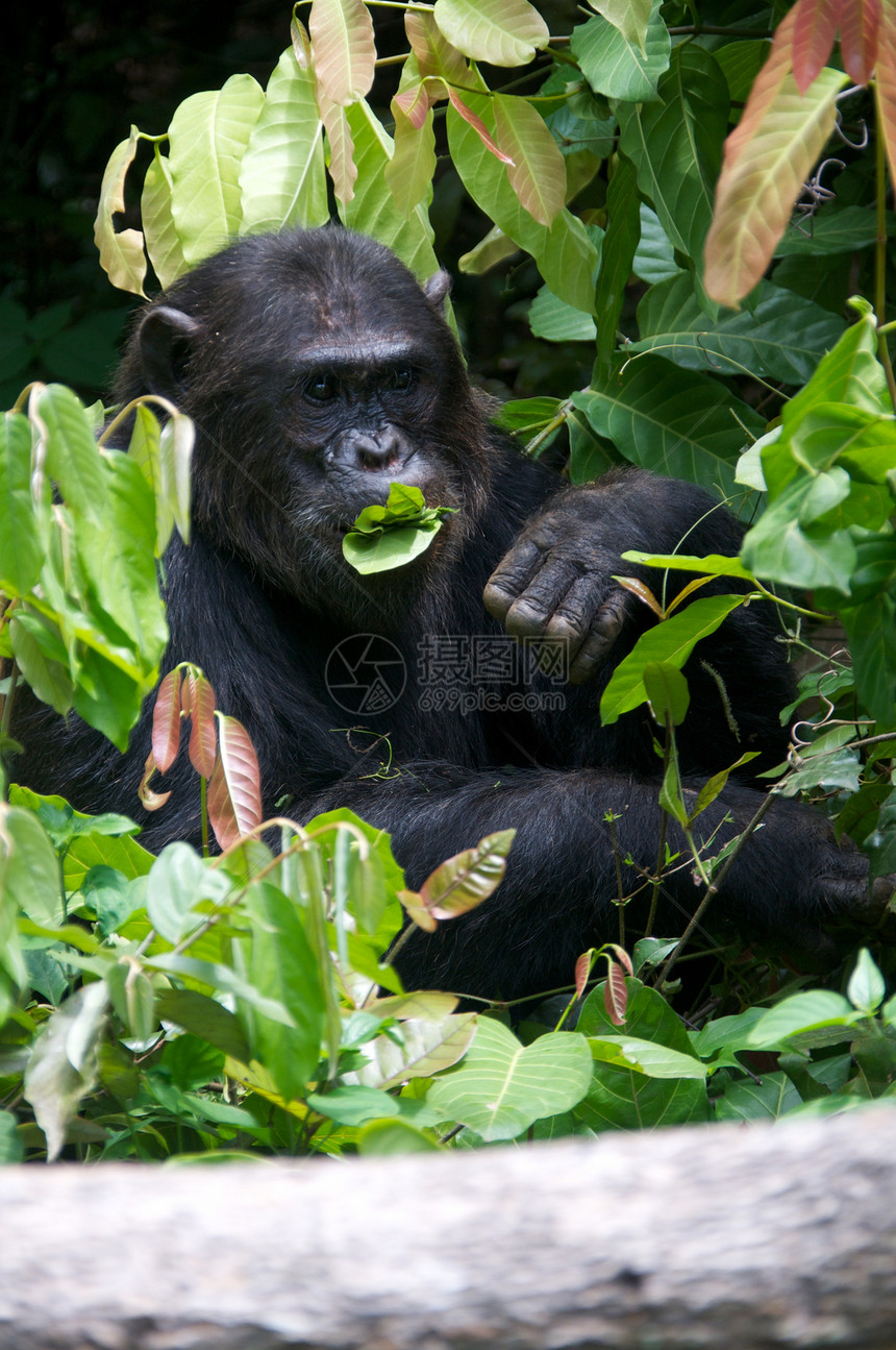 野外黑猩猩灵长类雨林哺乳动物科学宠物医学人科物种动物雄性图片