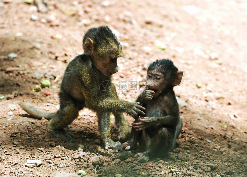 野外黑猩猩动物雄性雨林宠物濒危哺乳动物野外动物物种灵长类野生动物图片