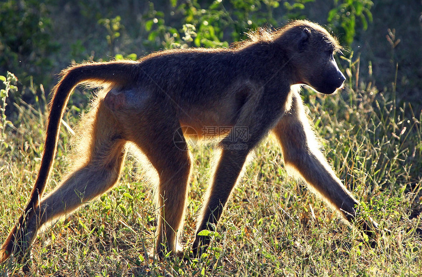 野外黑猩猩濒危宠物野生动物医学雄性哺乳动物人科灵长类雨林科学图片