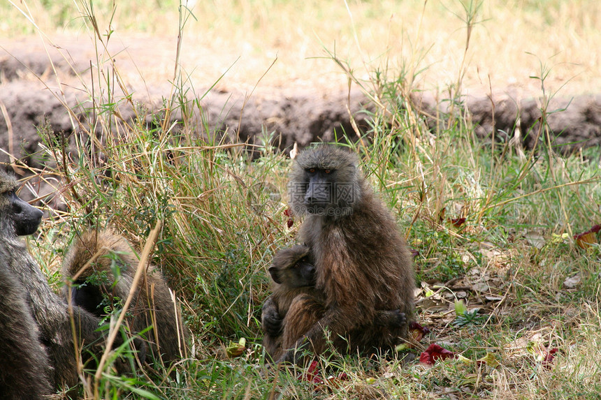 野外黑猩猩灵长类动物医学雄性科学物种宠物濒危雨林野生动物图片
