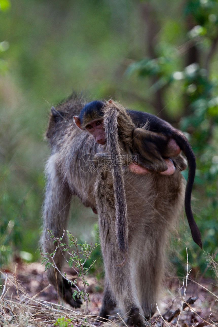 野外黑猩猩动物雨林濒危医学科学野外动物哺乳动物宠物物种灵长类图片
