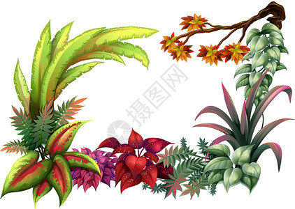 长叶型热带棕树叶草和树的枝木插画