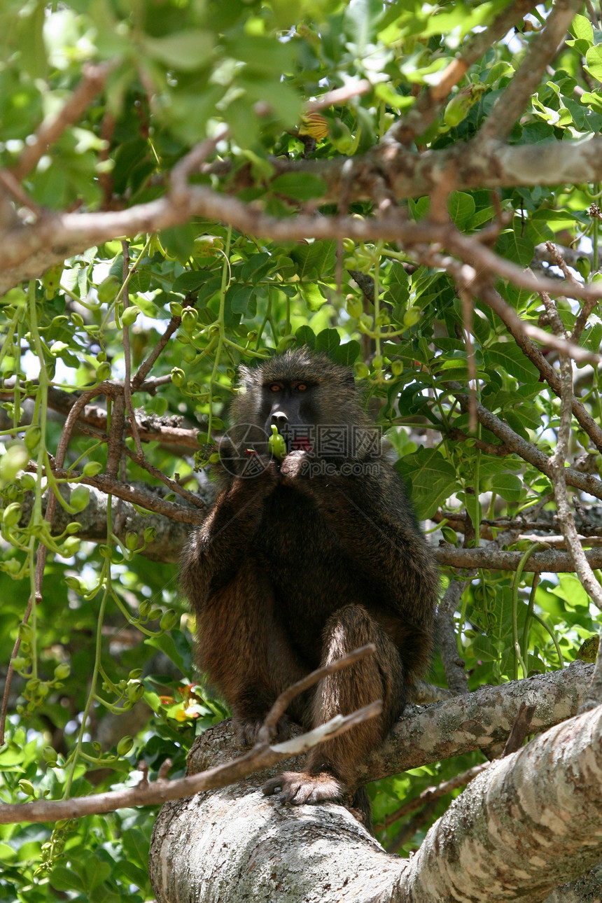 野外黑猩猩雨林人科科学濒危宠物物种动物灵长类野外动物雄性图片