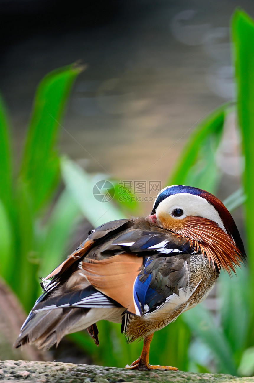 普通达林鸭动物橙子红色池塘鸭子野生动物眼睛荒野棕色鸳鸯图片
