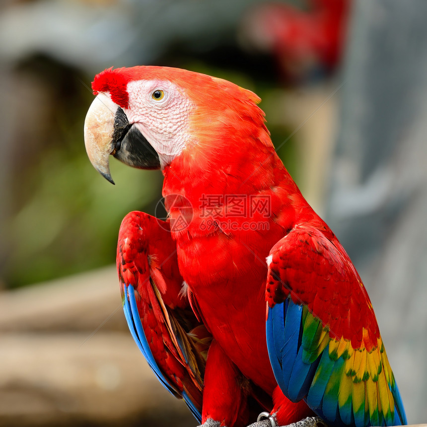 斯嘉丽马考鹦鹉动物园荒野热带野生动物动物群情调鸟舍生活异国图片