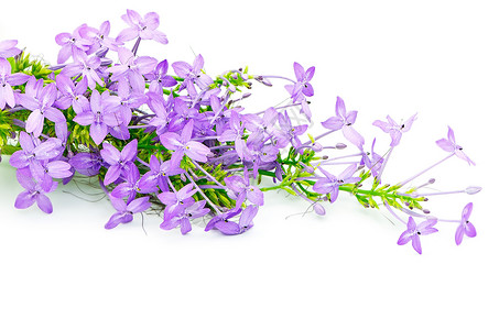 拉维莱特春天紫龙胆高清图片