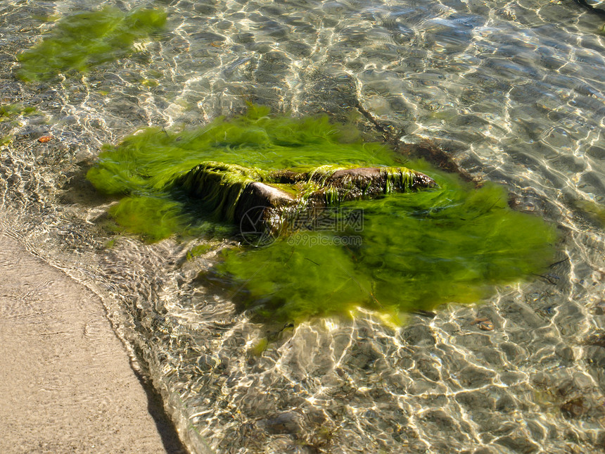 绿藻晴天植物群岩石生活植物海藻海洋旅行海岸环境图片