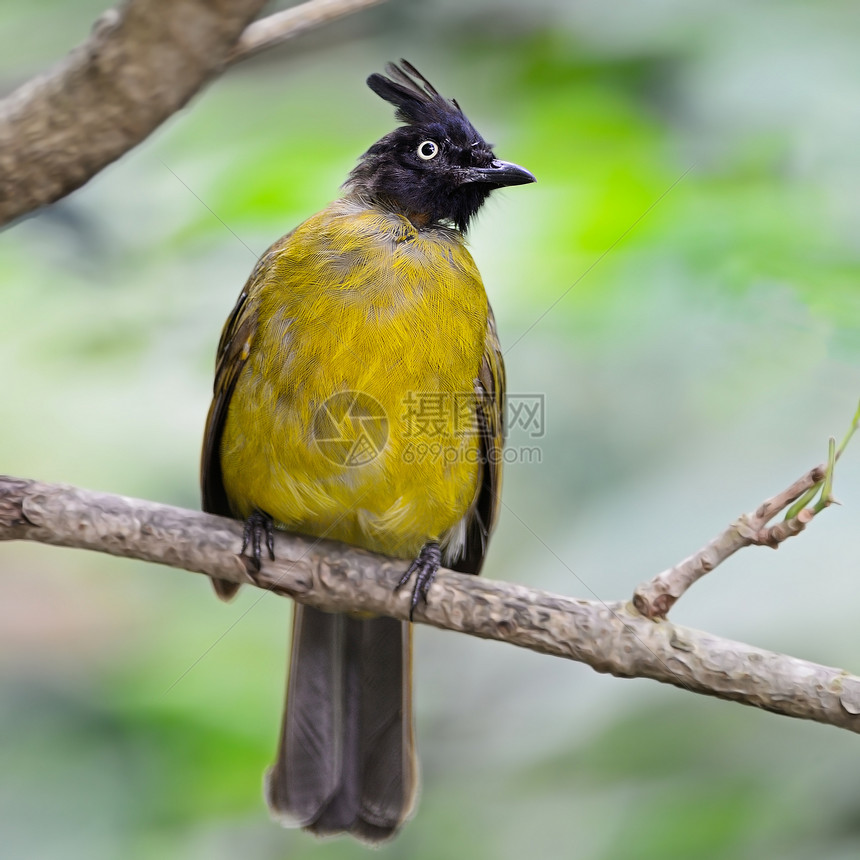 黑色刻黑散流鸟类野生动物动物群森林荒野病菌绿色生态环境黄色图片