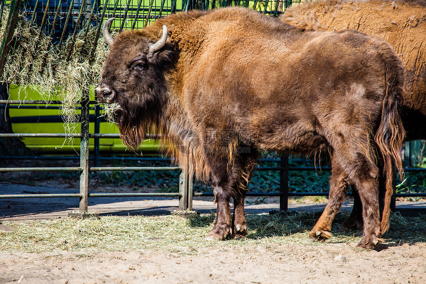Bison Bison 或水牛的牧群觅食者草地野牛喇叭生态毛皮公园野生动物漫游食草图片