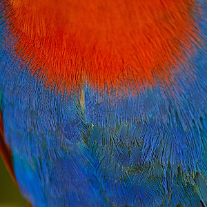 Ecectus 鹦鹉羽毛女性绿色翅膀荒野蓝色红色野生动物背景图片