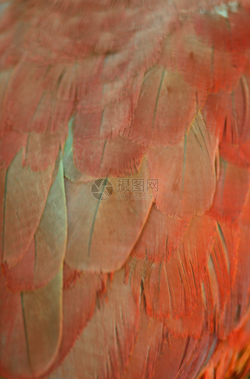 Ecectus 鹦鹉羽毛翅膀绿色红色女性野生动物蓝色荒野图片