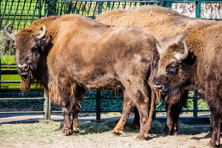 Bison Bison 或水牛的牧群食草濒危国家牛角漫游避难所草地草原荒野野生动物图片