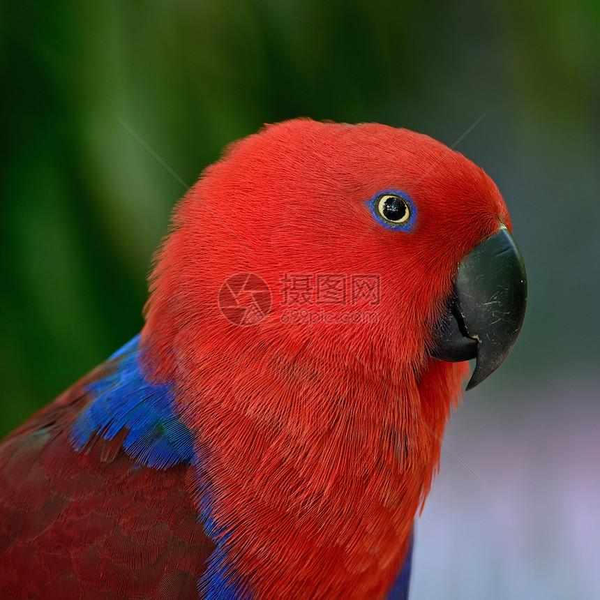 Ecectus 鹦鹉红色翅膀羽毛野生动物蓝色荒野女性绿色图片