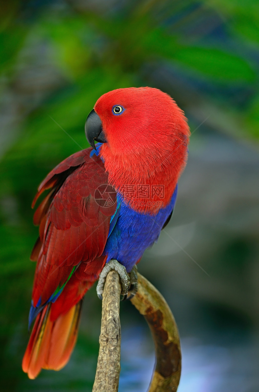 Ecectus 鹦鹉绿色野生动物红色翅膀荒野羽毛蓝色女性图片