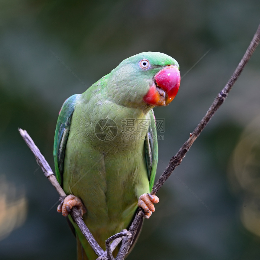 亚历山德林帕拉凯特女性动物绿色森林翅膀热带鸟类野生动物羽毛红色图片