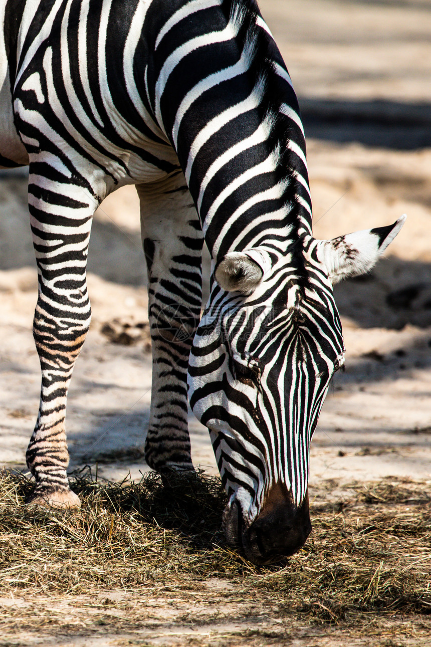 东部非洲坦桑尼亚塞伦盖蒂国家公园Zebra荒野情调平原条纹马赛曲线斑马线条框架移民图片