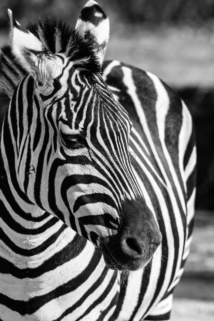 东部非洲坦桑尼亚塞伦盖蒂国家公园Zebra动物群情调斑马异国马赛朋友框架旅行线条平原图片