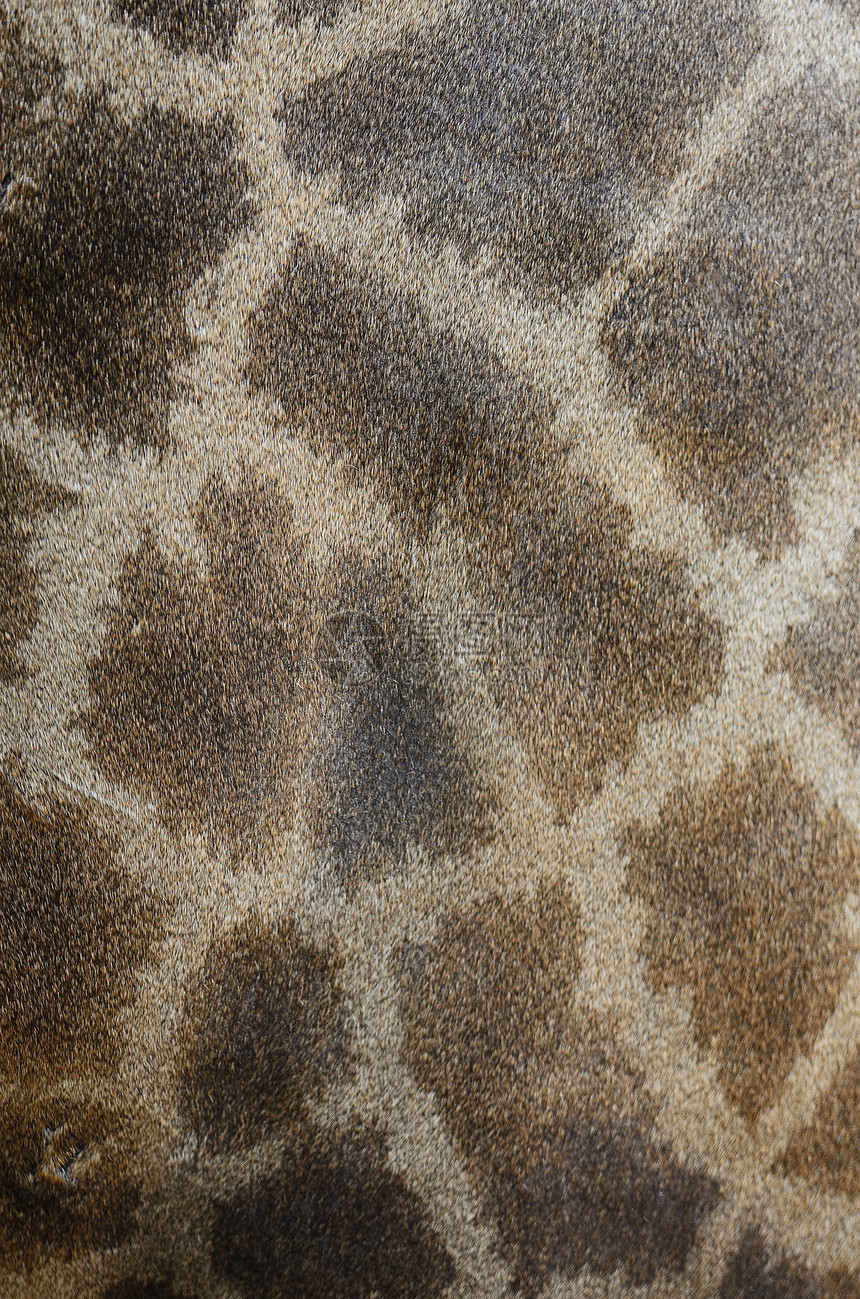 长颈羊皮皮革毛皮白色哺乳动物荒野食草皮肤动物棕色斑点图片