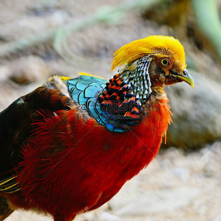 金金香绿色动物金子野生动物荒野黄色热带蓝色红色羽毛图片