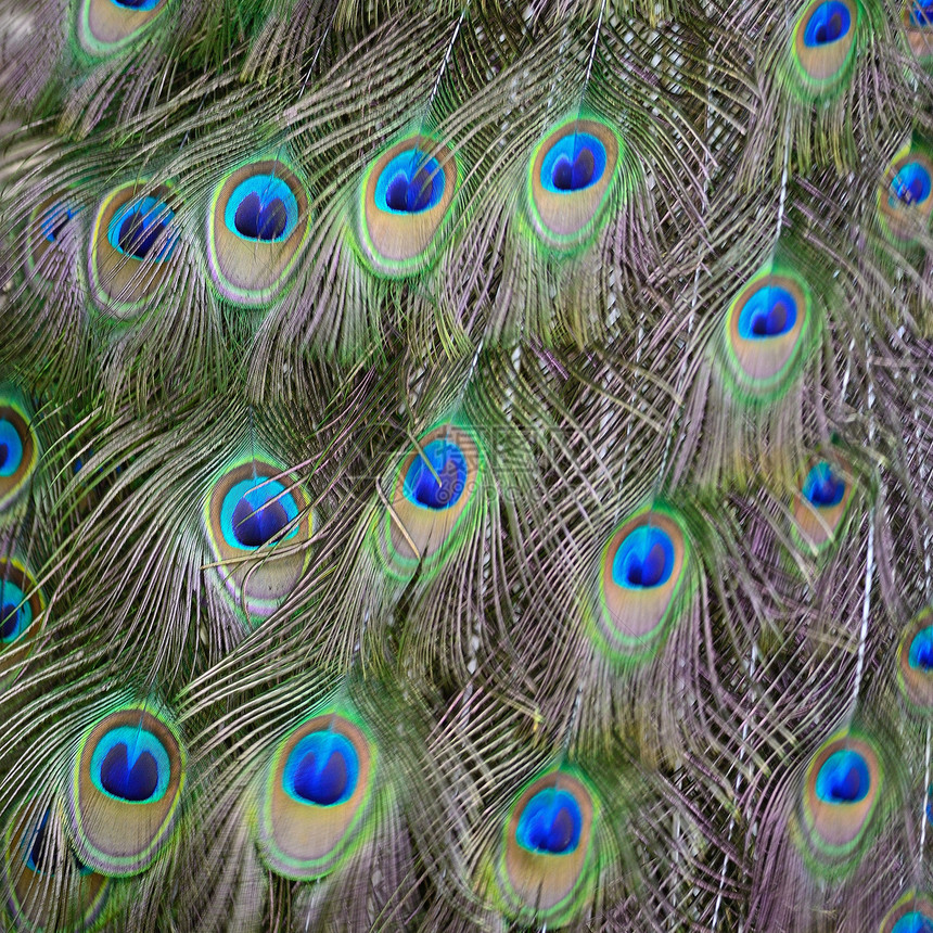 绿花鸟羽毛男性动物动物园绿色眼睛蓝色尾巴野生动物图片