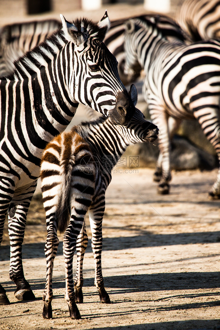 东部非洲坦桑尼亚塞伦盖蒂国家公园Zebra斑马动物荒野野生动物绘画头发平原情调框架马赛图片
