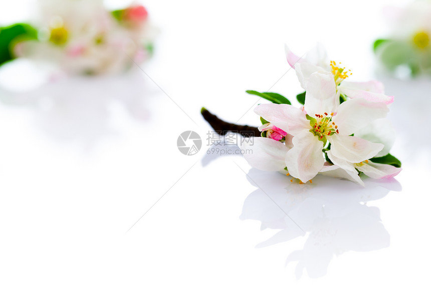 春花花白色卡片粉色植物绿色花朵花瓣叶子婚礼边界图片
