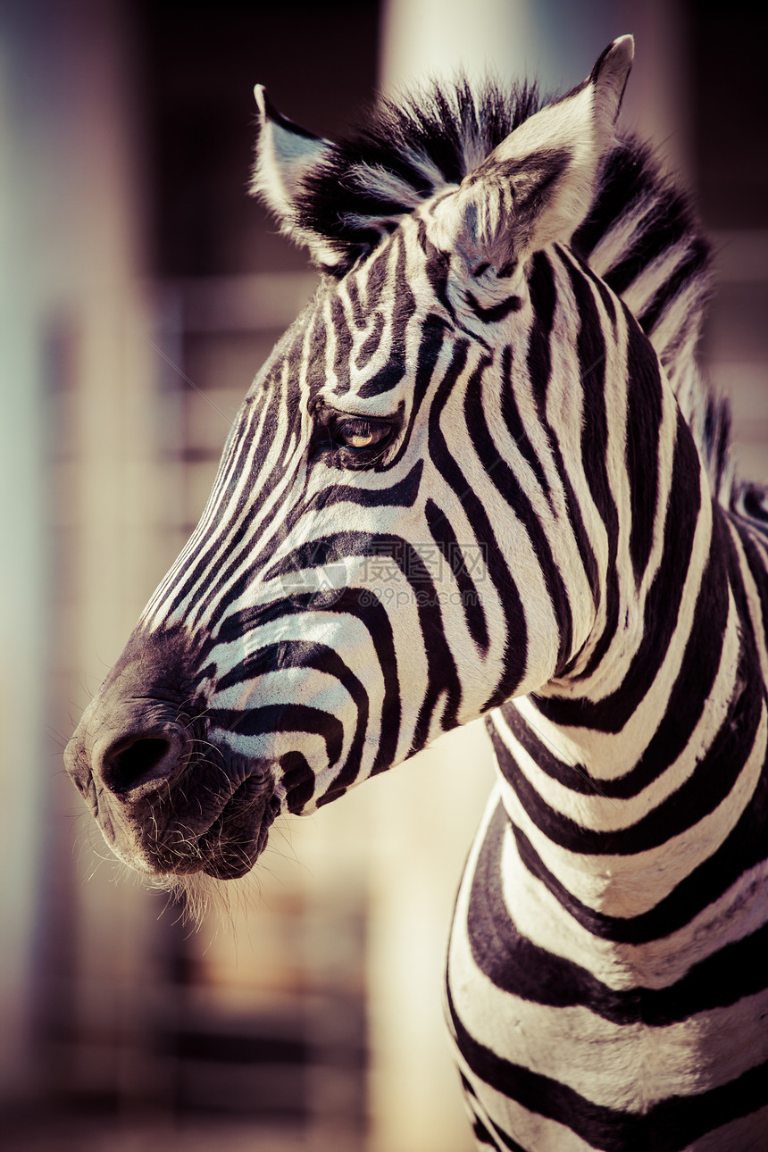 东部非洲坦桑尼亚塞伦盖蒂国家公园Zebra头发旅行动物情调野生动物条纹马赛移民毛皮框架图片