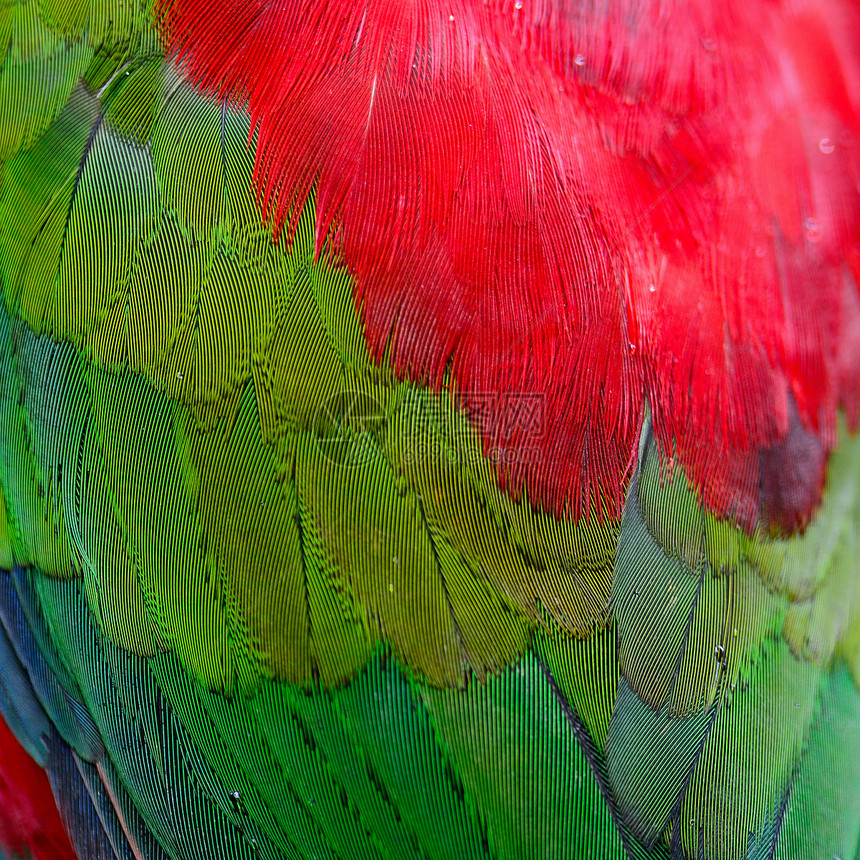 Lory Keet 羽毛野生动物情调绿色动物热带异国公园红色鸟类图片