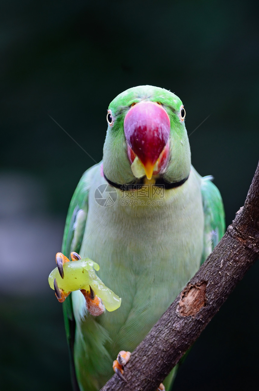 男性亚历山德林帕拉凯雨林鸟类红色野生动物绿色翅膀森林羽毛动物热带图片