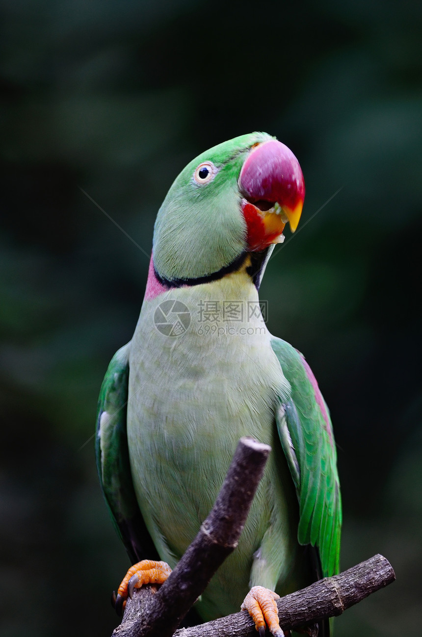 男性亚历山德林帕拉凯翅膀野生动物森林鸟类动物雨林羽毛热带红色绿色图片