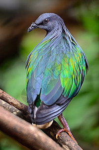 尼科巴鸽荒野动物鸟类热带蓝色野生动物羽毛栖息绿色翅膀背景图片