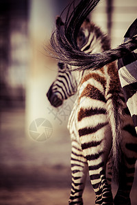 东部马脑炎东部非洲坦桑尼亚塞伦盖蒂国家公园Zebra旅行斑马平原荒野曲线毛皮丛林头发野生动物动物背景