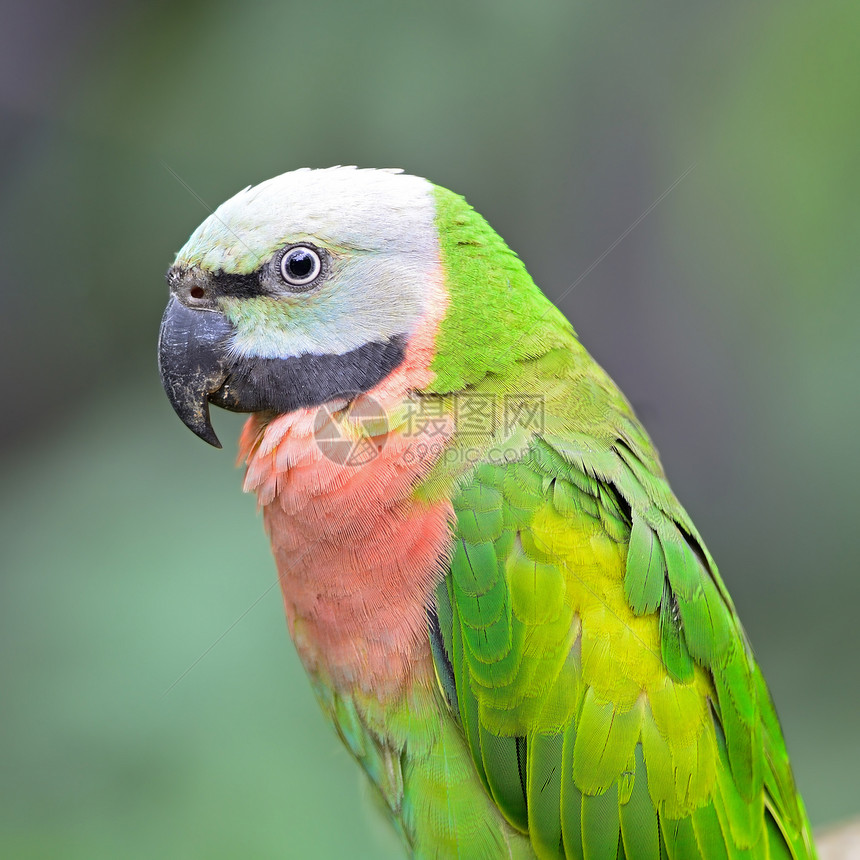 红胸鹦鹉翅膀羽毛野生动物鸟类绿色动物荒野图片