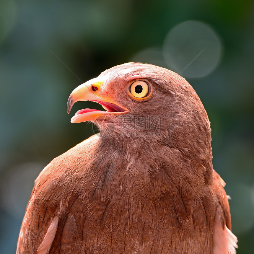 鲁富翼的巴扎德荒野猎物鸟类动物黑色棕翅棕色野生动物图片