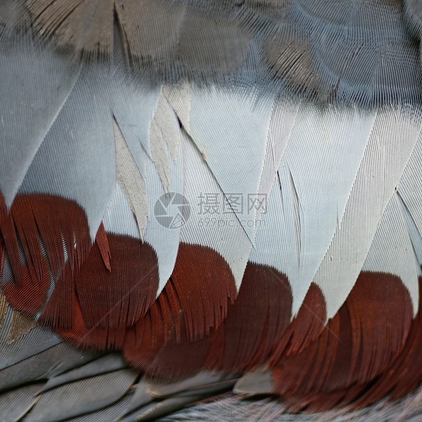 维多利亚王冠羽毛异国眼睛波峰野生动物动物鸟类蓝色雨林热带情调图片