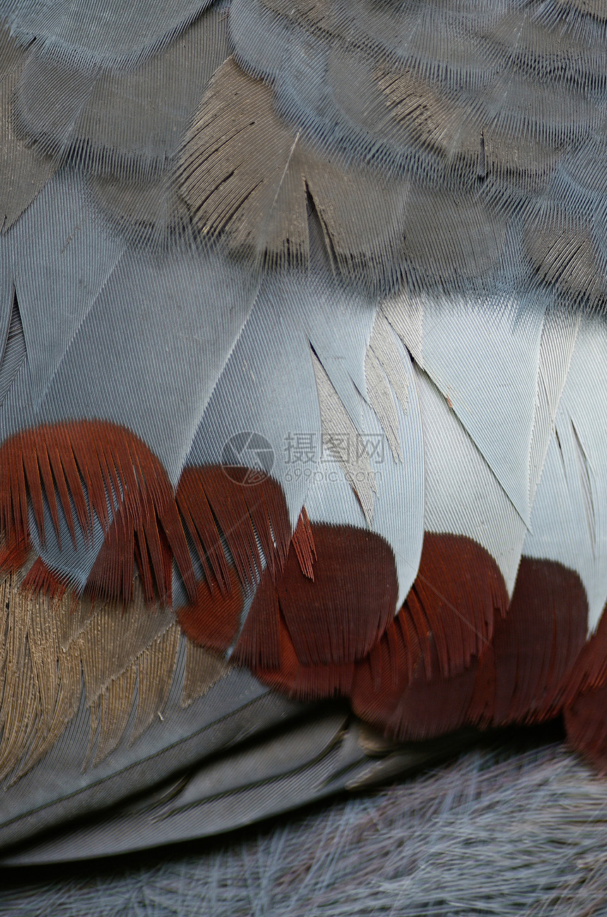 维多利亚王冠羽毛异国鸟类雨林眼睛热带动物波峰野生动物蓝色情调图片