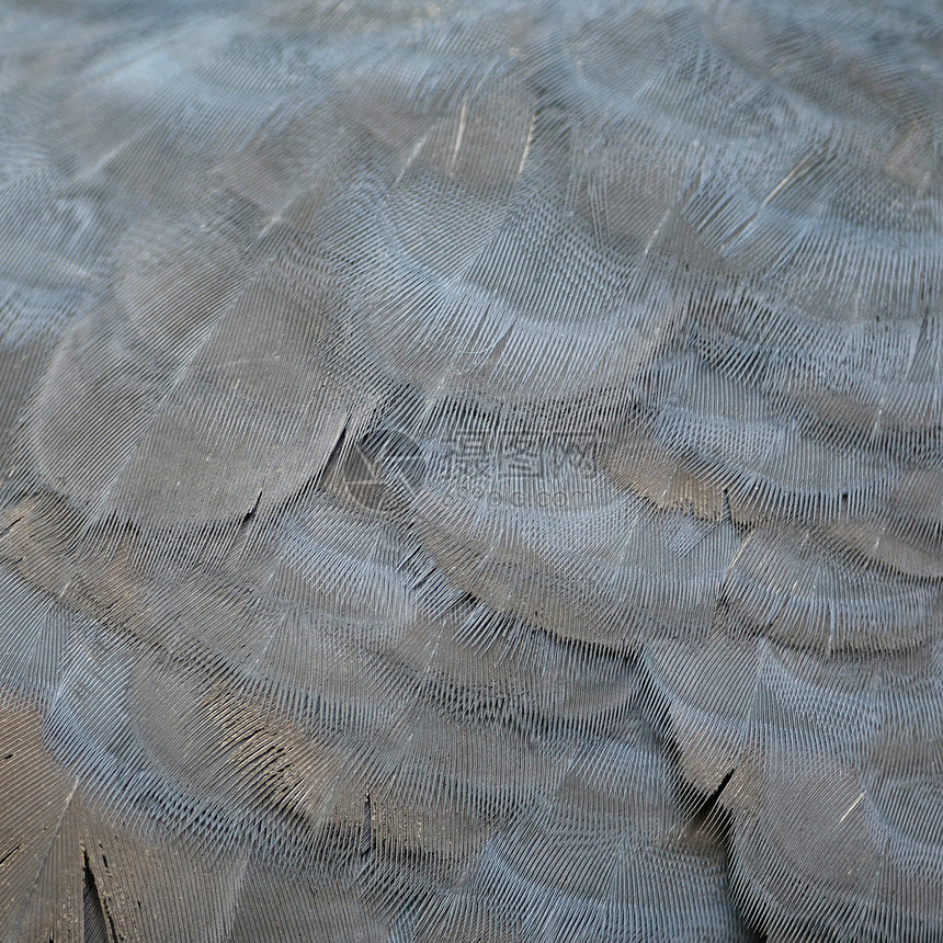 维多利亚王冠羽毛热带鸟类蓝色雨林眼睛异国波峰情调动物野生动物图片