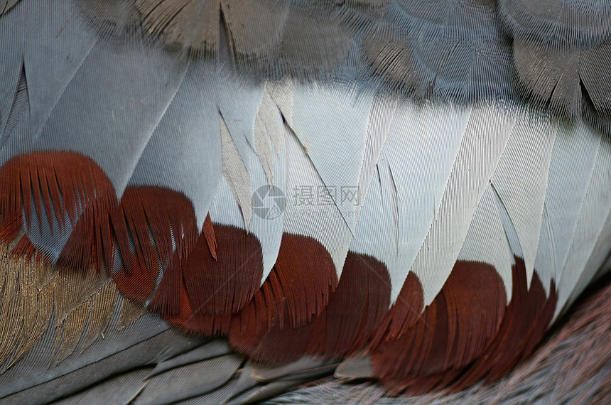 维多利亚王冠羽毛波峰热带鸟类动物眼睛情调野生动物蓝色雨林异国图片