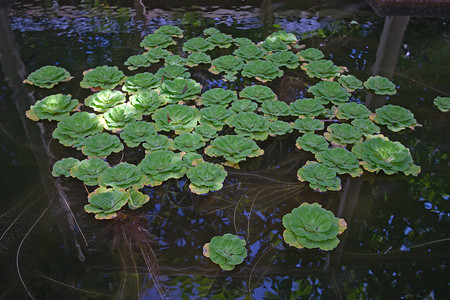 池塘中的植物背景图片