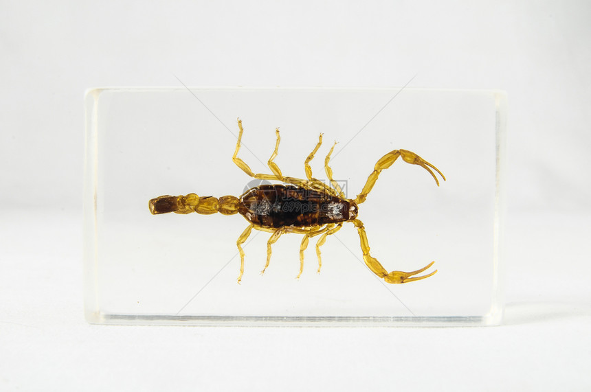 黄瓜蝎子标本收藏白色生物学动物昆虫动物学图片