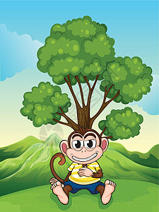 猴子山塞勒姆一只猴子在山顶树下摇摇欲坠设计图片
