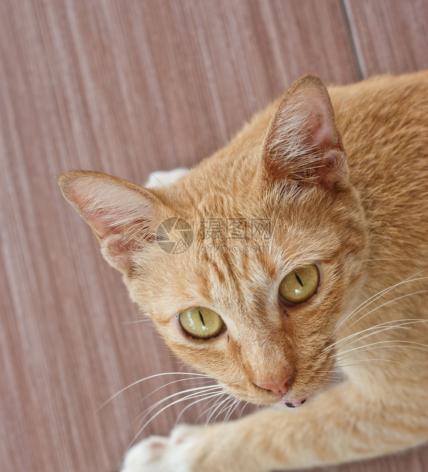 躺在地砖上的猫猫图片