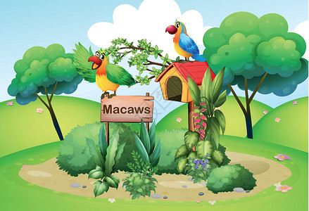 两只鹦鹉两只颜色多彩的鹦鹉 在山上靠近一个招牌插画