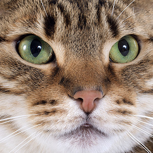 养猫眼睛工作室绿色豹纹宠物警觉棕色动物背景图片