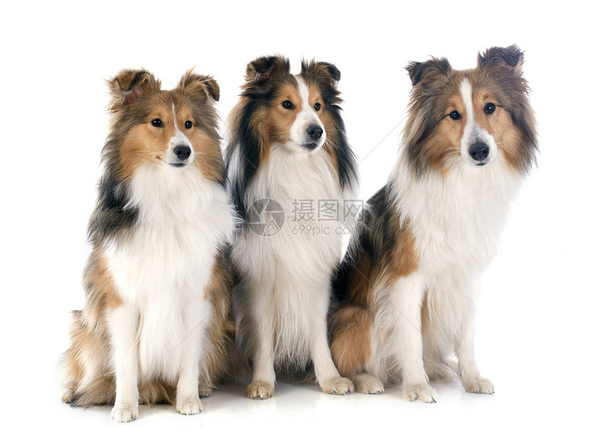 沙特兰狗团体白色犬类工作室牧羊犬宠物棕色动物小狗图片