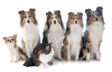 狗和猫陨石团体棕色动物白色工作室宠物犬类牧羊犬灰色背景图片