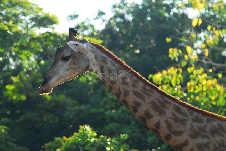 长颈鹿头骆驼脖子单峰耳朵野生动物棕色斑点哺乳动物毛皮动物图片