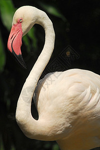 火烈鸟的头白色的优雅高清图片