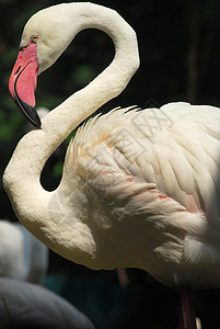 粉红色火烈鸟头的详情橙子荒野脖子白色动物动物群粉色野生动物热带羽毛背景图片